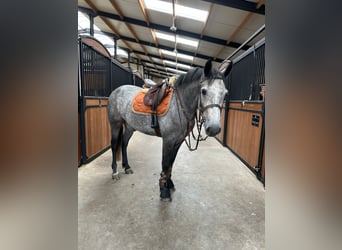 Connemara, Stute, 4 Jahre, 156 cm, Blauschimmel
