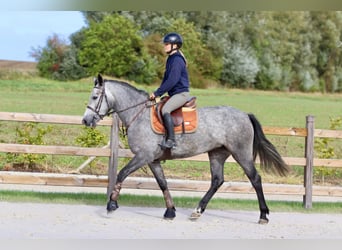 Connemara, Stute, 4 Jahre, 156 cm, Blauschimmel