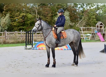 Connemara, Stute, 4 Jahre, 156 cm, Blauschimmel