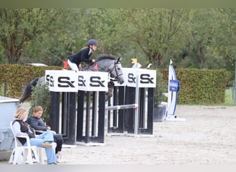 Connemara, Stute, 4 Jahre, 156 cm, Blauschimmel