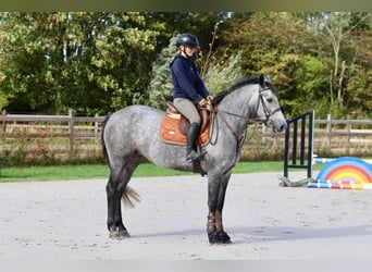Connemara, Stute, 4 Jahre, 156 cm, Kann Schimmel werden