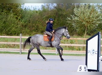 Connemara, Stute, 4 Jahre, 156 cm, Kann Schimmel werden