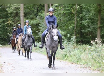 Connemara, Stute, 4 Jahre, 156 cm, Kann Schimmel werden