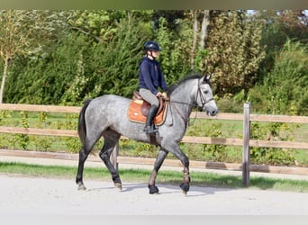 Connemara, Stute, 4 Jahre, 156 cm, Kann Schimmel werden