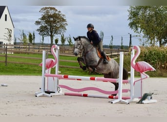 Connemara, Stute, 4 Jahre, 156 cm, Kann Schimmel werden