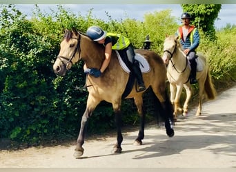 Connemara Mix, Stute, 4 Jahre, 160 cm, Falbe