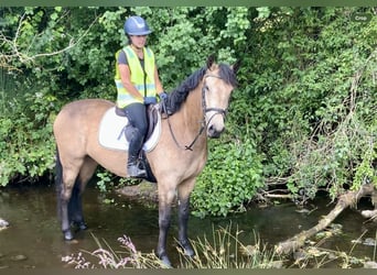 Connemara Mix, Stute, 4 Jahre, 160 cm, Falbe