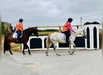 Connemara, Stute, 5 Jahre, 138 cm, Schimmel