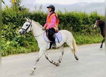 Connemara, Stute, 5 Jahre, 138 cm, Schimmel