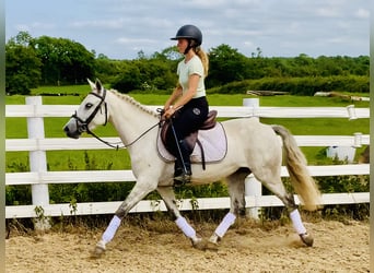 Connemara, Stute, 5 Jahre, 138 cm, Schimmel