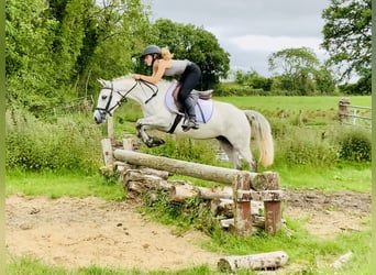 Connemara, Stute, 5 Jahre, 138 cm, Schimmel