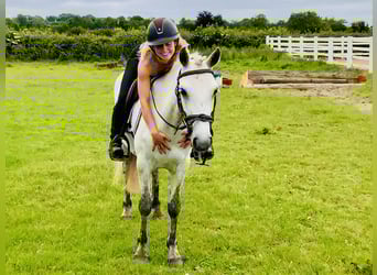 Connemara, Stute, 5 Jahre, 138 cm, Schimmel
