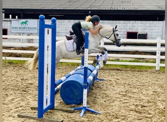 Connemara, Stute, 5 Jahre, 138 cm, Schimmel