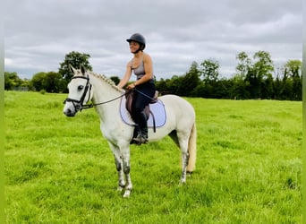 Connemara, Stute, 5 Jahre, 138 cm, Schimmel