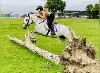 Connemara, Stute, 5 Jahre, 138 cm, Schimmel