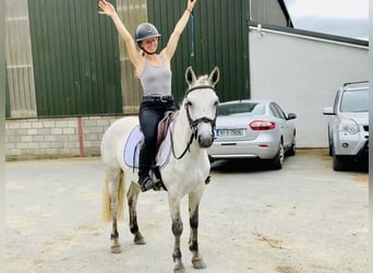 Connemara, Stute, 5 Jahre, 138 cm, Schimmel