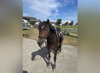 Connemara, Stute, 5 Jahre, 141 cm, Dunkelbrauner