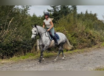 Connemara, Stute, 5 Jahre, 142 cm, Apfelschimmel