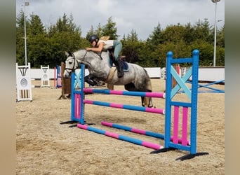 Connemara, Stute, 5 Jahre, 142 cm, Apfelschimmel