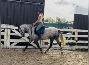 Connemara, Stute, 5 Jahre, 142 cm, Apfelschimmel