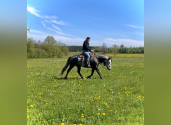Connemara, Stute, 5 Jahre, 143 cm, Kann Schimmel werden
