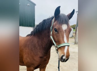 Connemara, Stute, 5 Jahre, 144 cm, Brauner