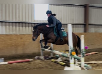 Connemara, Stute, 5 Jahre, 144 cm, Brauner