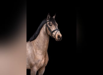 Connemara, Stute, 5 Jahre, 144 cm, Buckskin