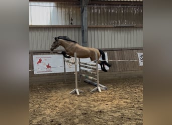 Connemara, Stute, 5 Jahre, 144 cm, Buckskin
