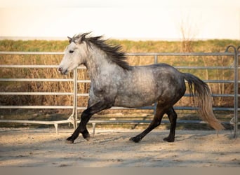 Connemara, Stute, 5 Jahre, 145 cm, Apfelschimmel