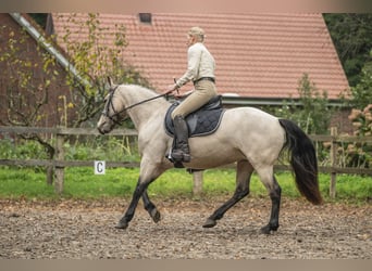 Connemara, Stute, 5 Jahre, 145 cm, Falbe