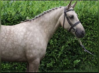 Connemara, Stute, 5 Jahre, 145 cm, Palomino