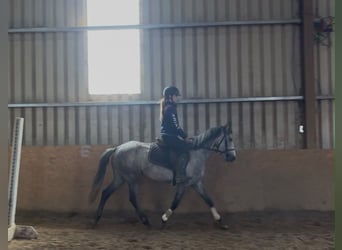 Connemara, Stute, 5 Jahre, 145 cm, Schimmel