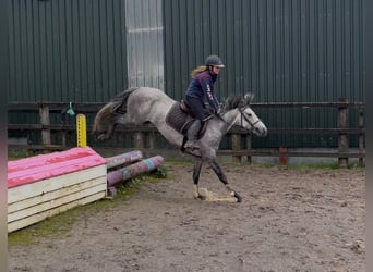 Connemara, Stute, 5 Jahre, 145 cm, Schimmel