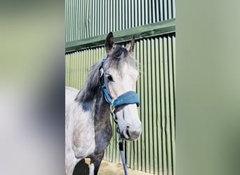 Connemara, Stute, 5 Jahre, 145 cm, Schimmel