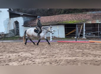 Connemara, Stute, 5 Jahre, 146 cm, Apfelschimmel