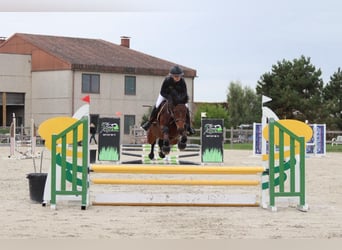 Connemara, Stute, 5 Jahre, 146 cm, Brauner