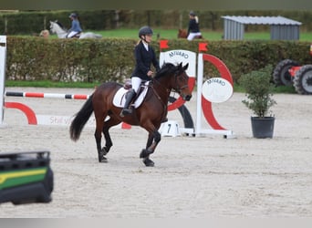 Connemara, Stute, 5 Jahre, 146 cm, Brauner