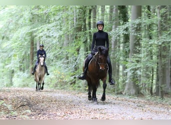 Connemara, Stute, 5 Jahre, 146 cm, Brauner