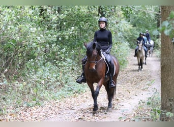 Connemara, Stute, 5 Jahre, 146 cm, Brauner