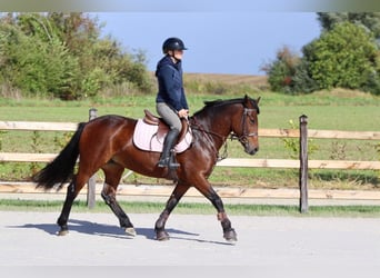 Connemara, Stute, 5 Jahre, 146 cm, Brauner