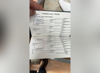 Connemara, Stute, 5 Jahre, 146 cm