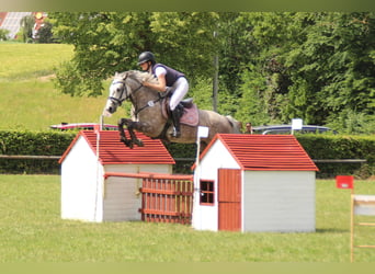 Connemara, Stute, 5 Jahre, 147 cm, Apfelschimmel