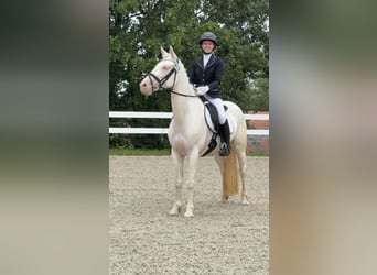 Connemara, Stute, 5 Jahre, 147 cm, Cremello