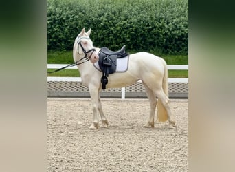 Connemara, Stute, 5 Jahre, 147 cm, Cremello