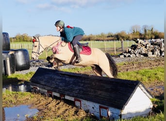 Connemara, Stute, 5 Jahre, 147 cm, Falbe