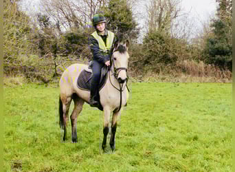 Connemara, Stute, 5 Jahre, 147 cm, Falbe