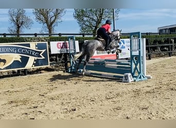 Connemara, Stute, 5 Jahre, 148 cm, Apfelschimmel
