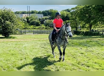 Connemara, Stute, 5 Jahre, 148 cm, Apfelschimmel