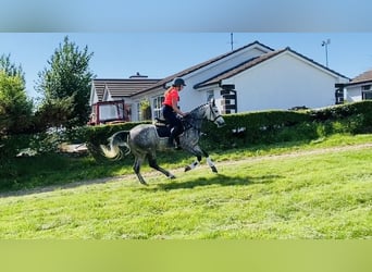 Connemara, Stute, 5 Jahre, 148 cm, Apfelschimmel